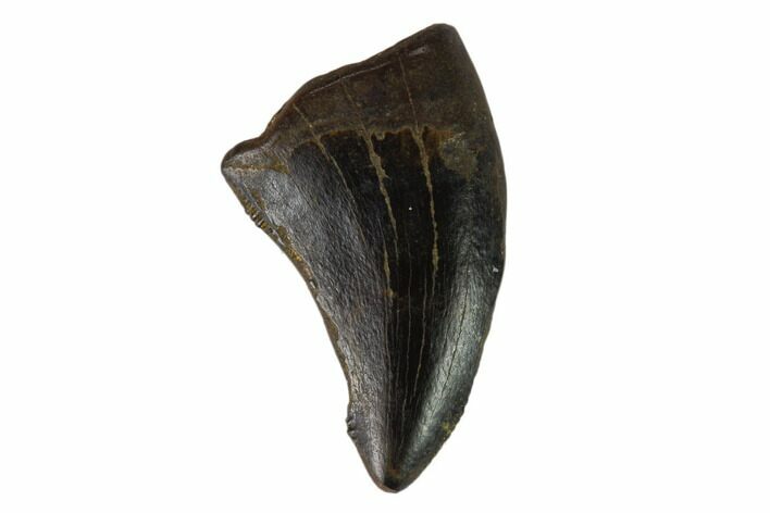 Theropod (Raptor) Tooth - Judith River Formation #133589